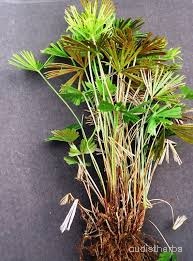 Actiniopteris dichotoma fullplant4.jpeg